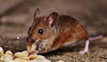 24 Hour & Emergency Exterminators in Wilson, SC